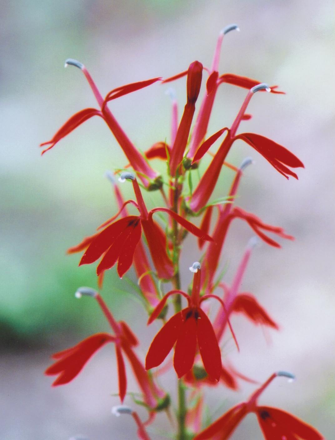 Cardinal flower