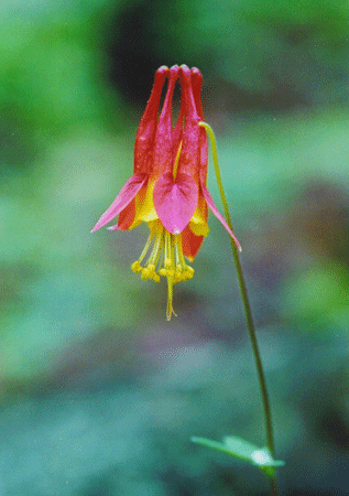 Columbine