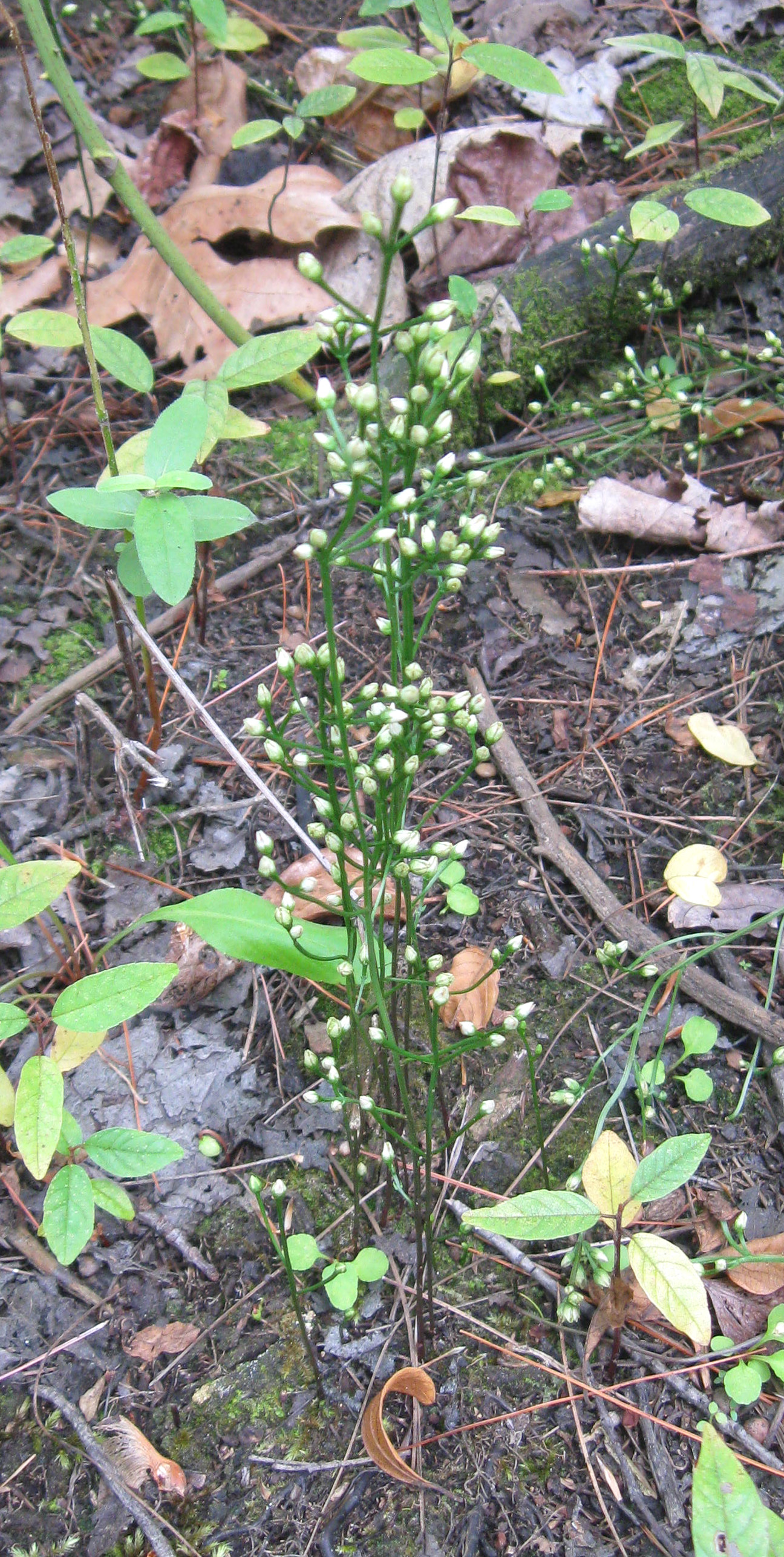 Bartonia paniculata