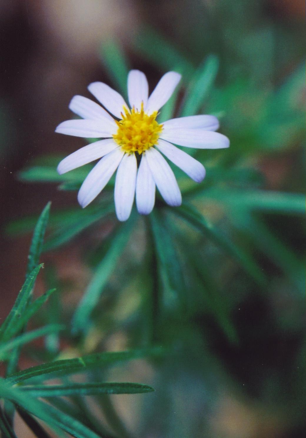 Bristly Aster