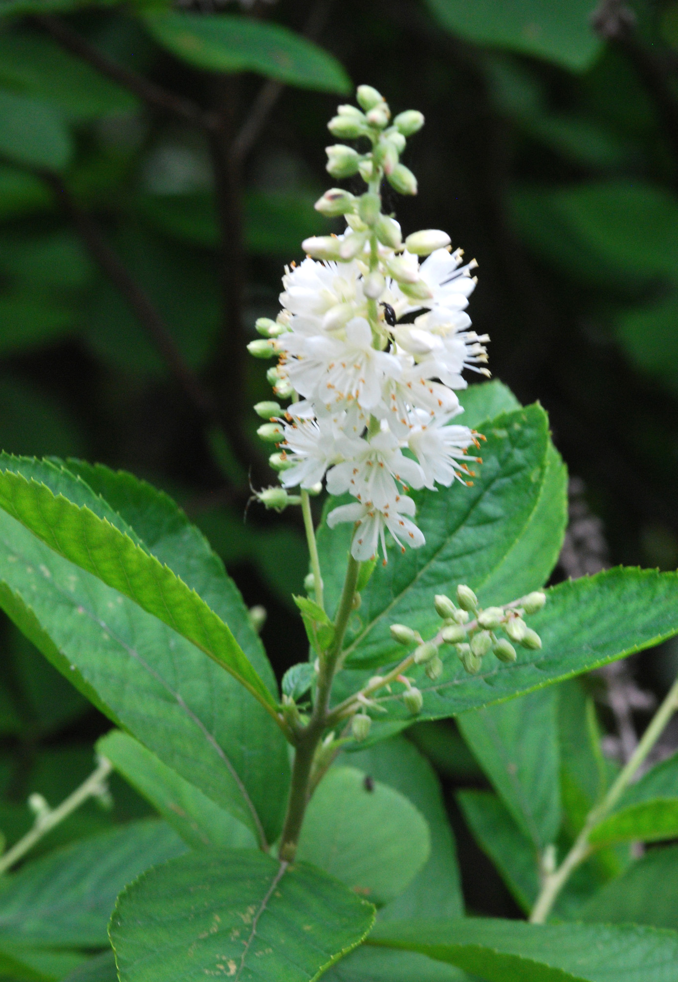 Pepperbush