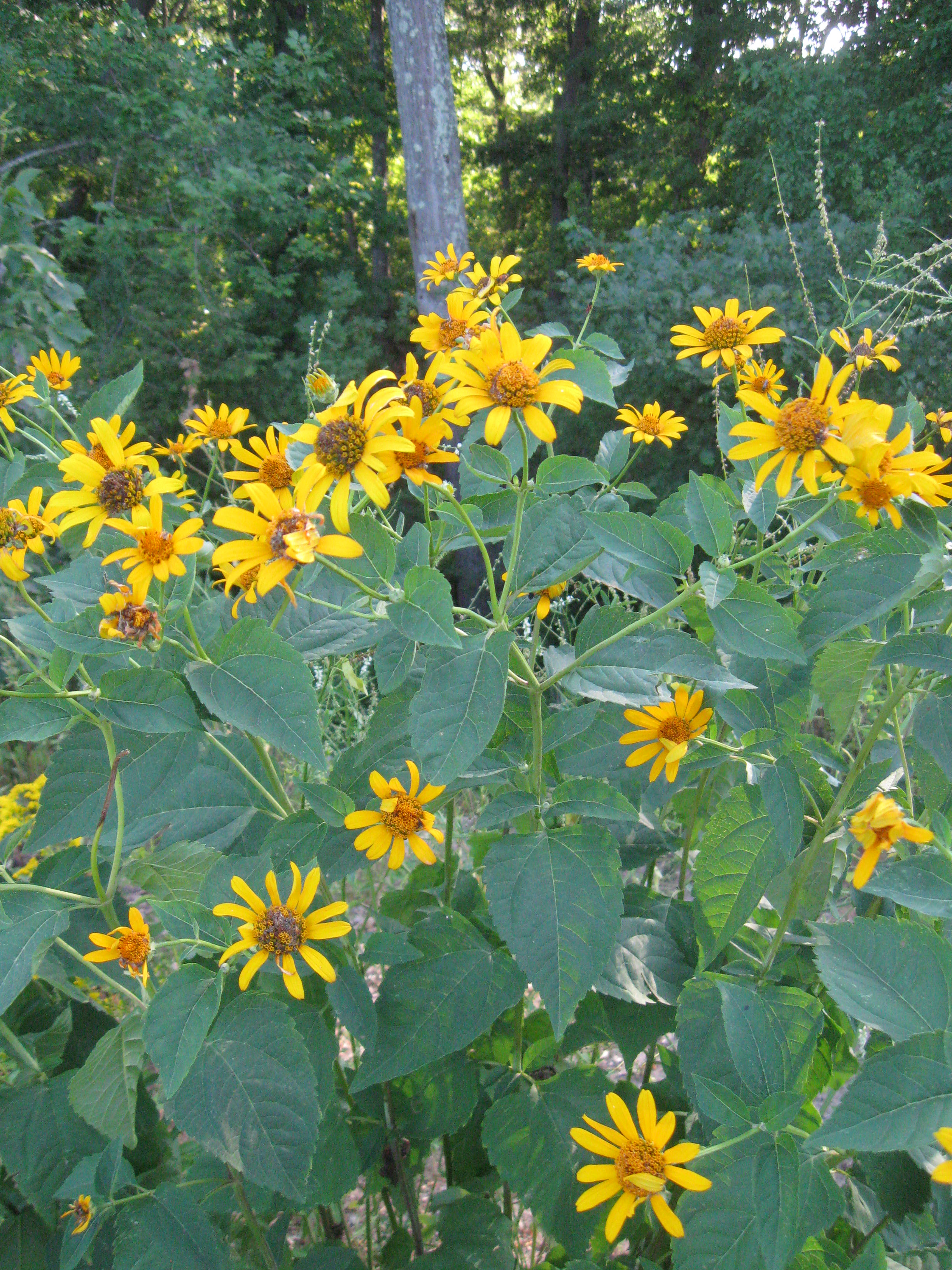 Heliopsis