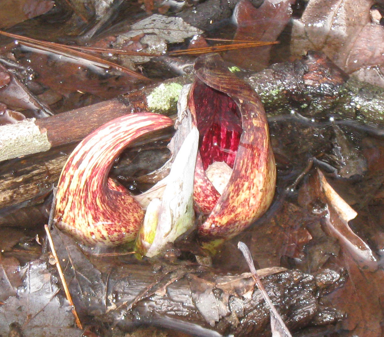 skunk cabbage