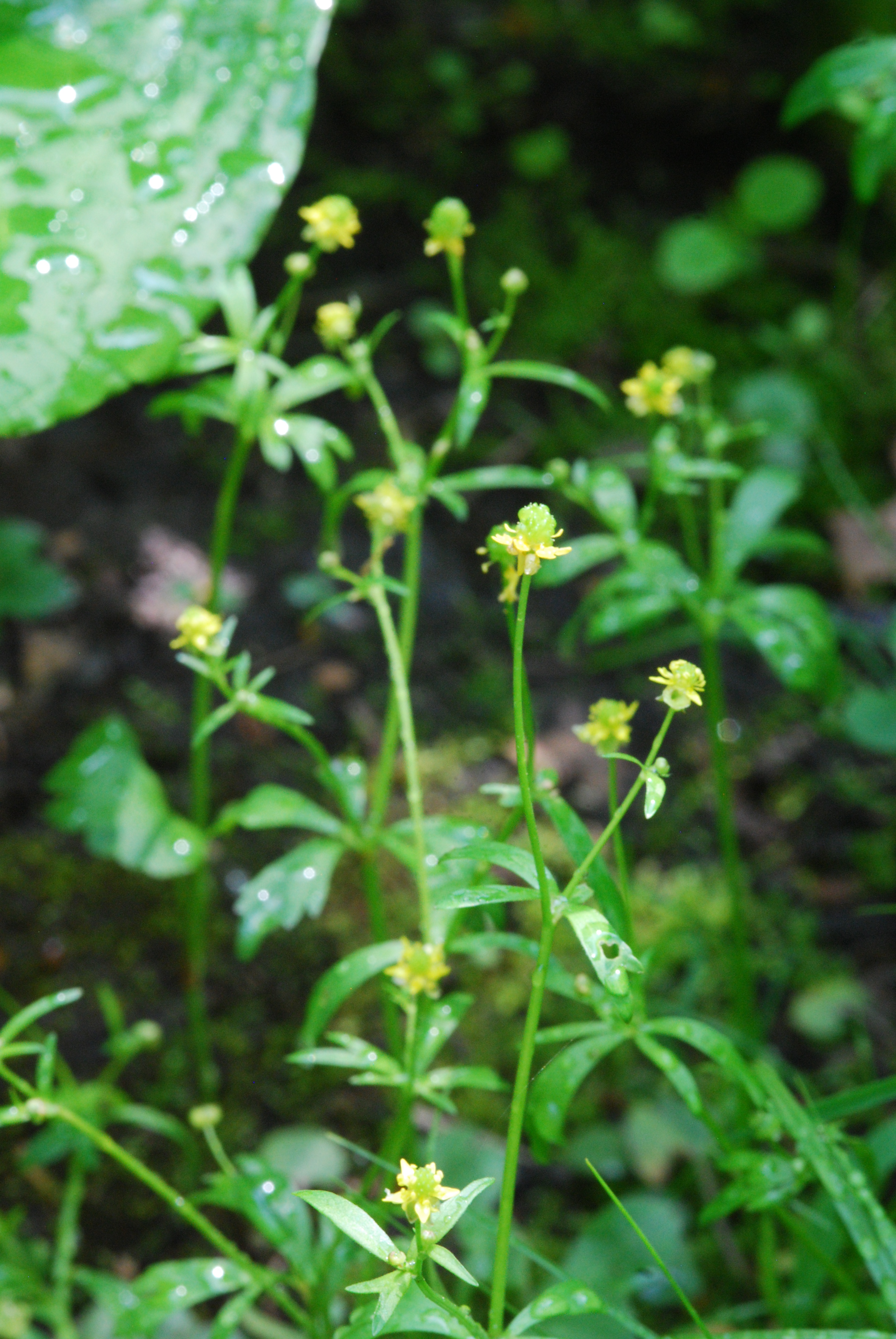 Ranunculus abortivus