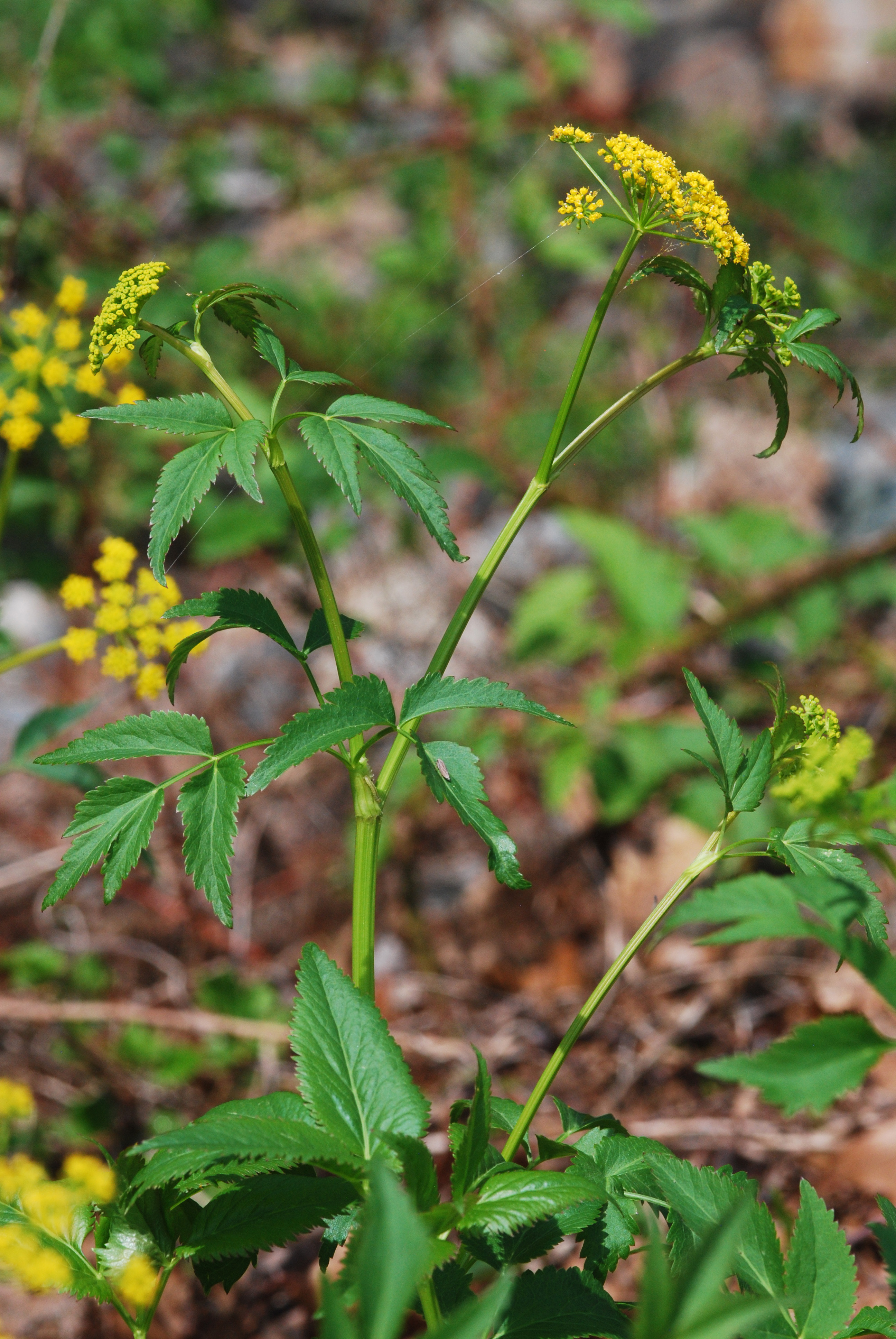 Golden Alexanders