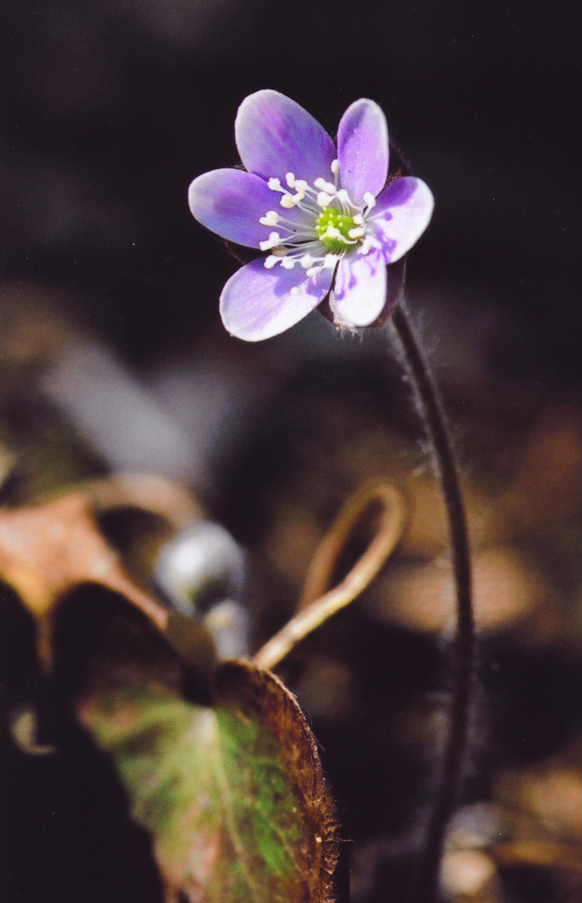 Hepatica