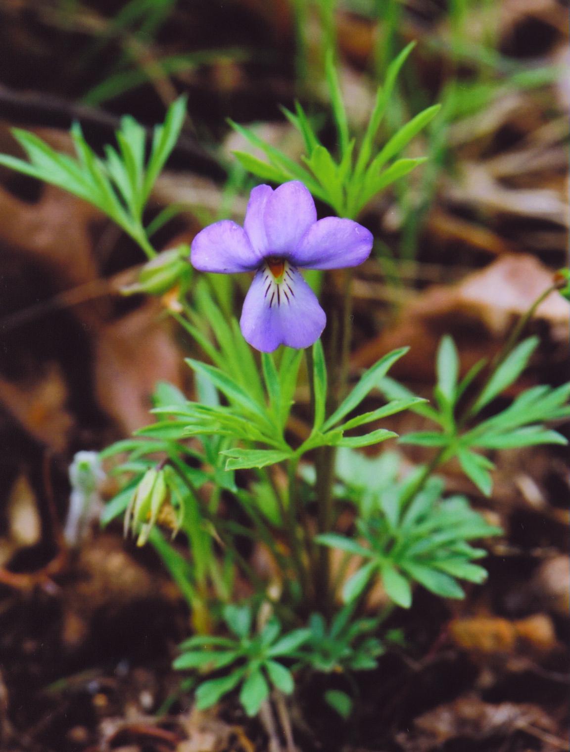 Viola pedata