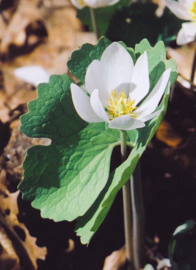 Bloodroot