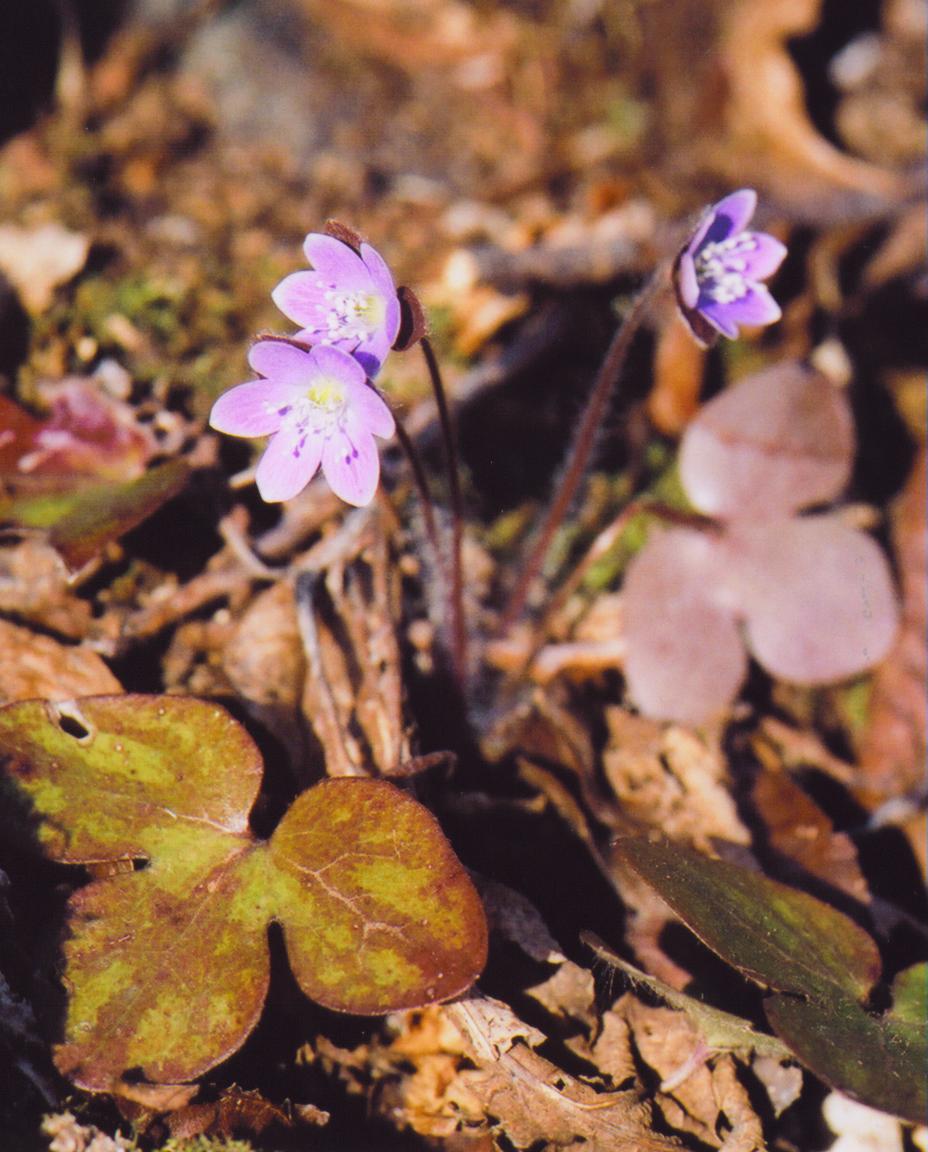 Pink hepatica