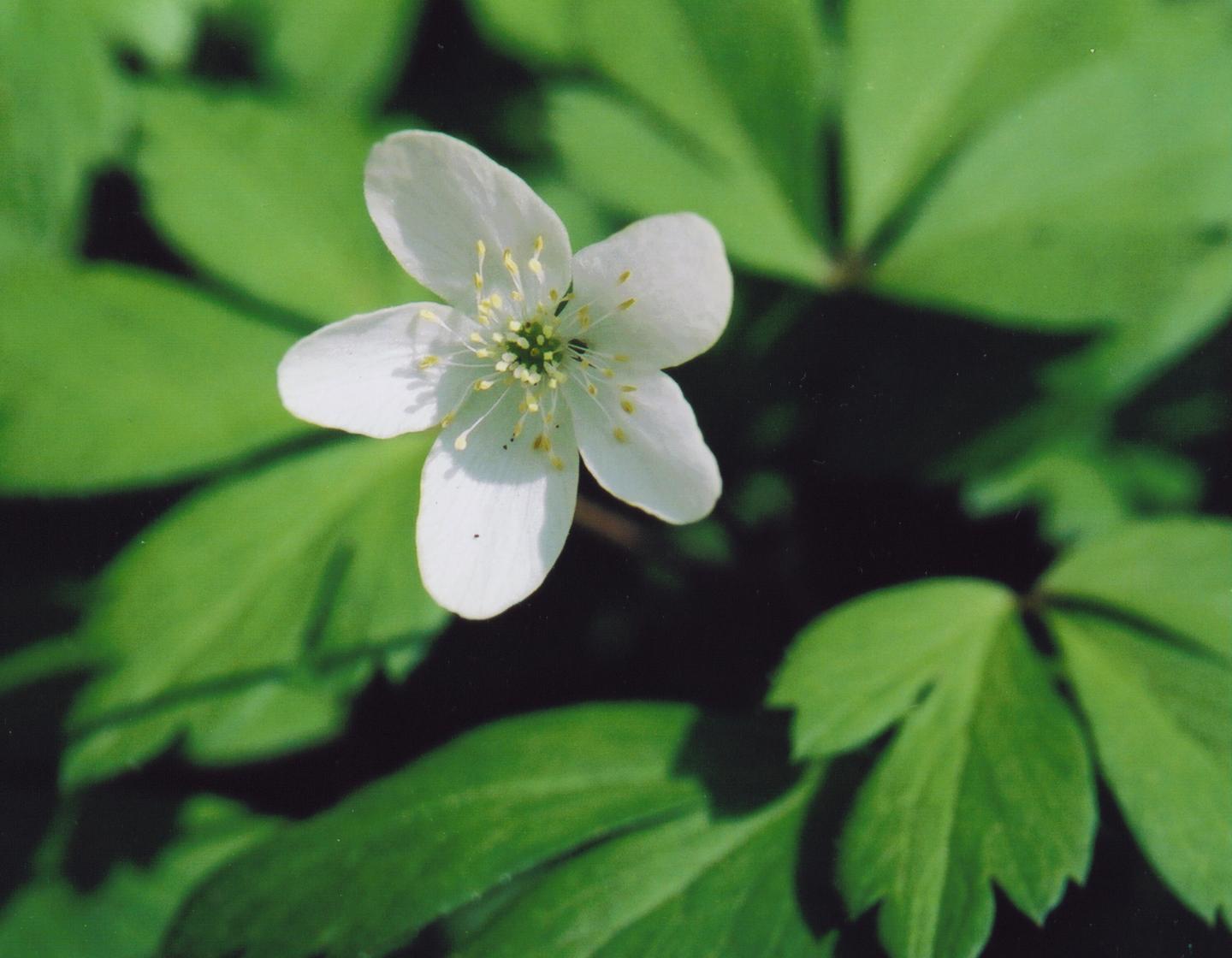 Wood Anemone