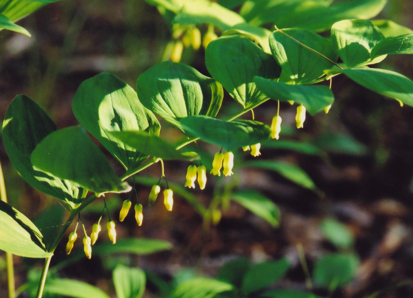 Solomon's Seal