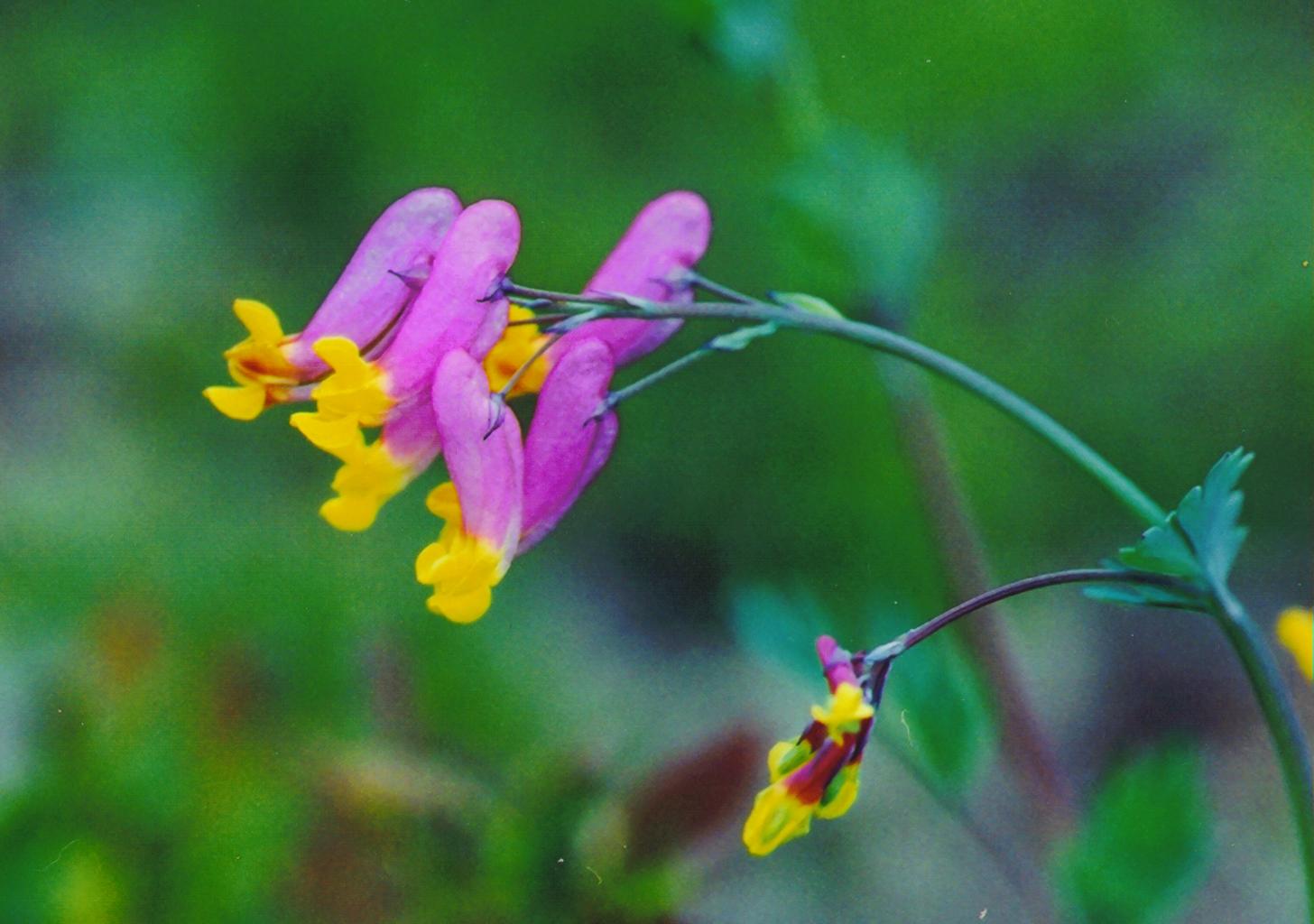 Corydalis