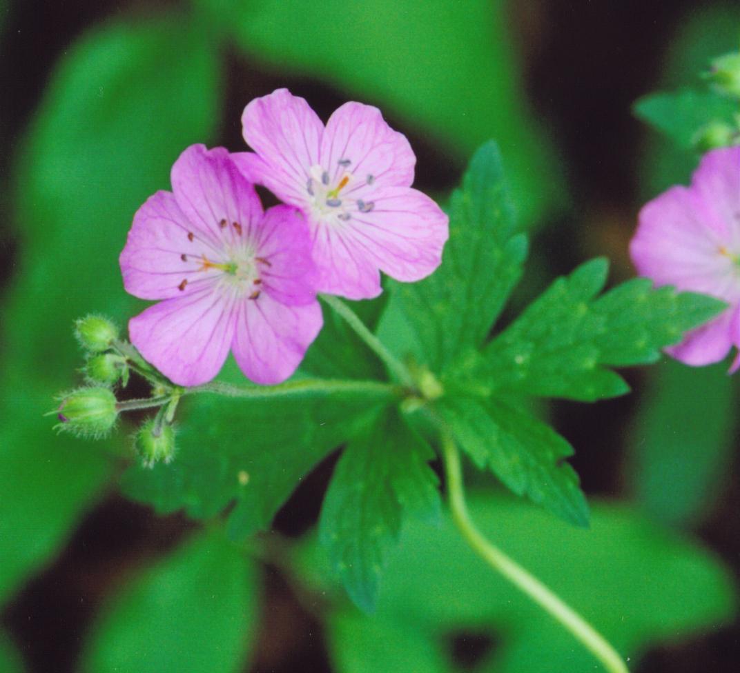 Geranium06