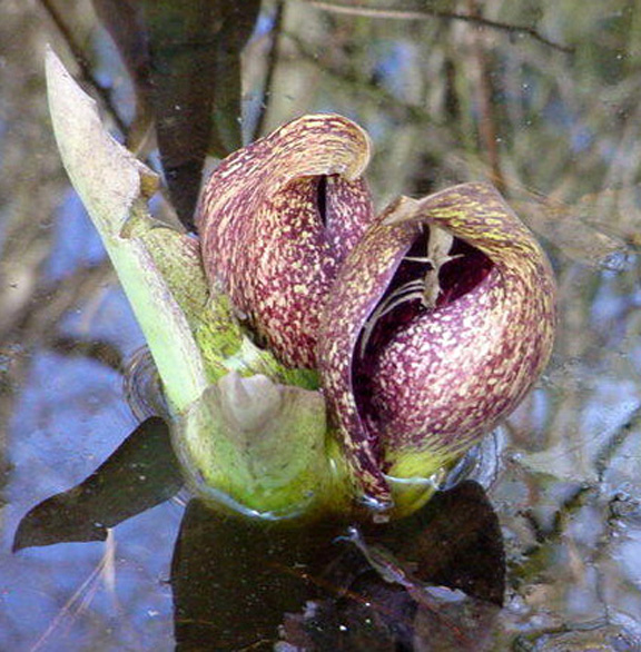 Skunk cabbage