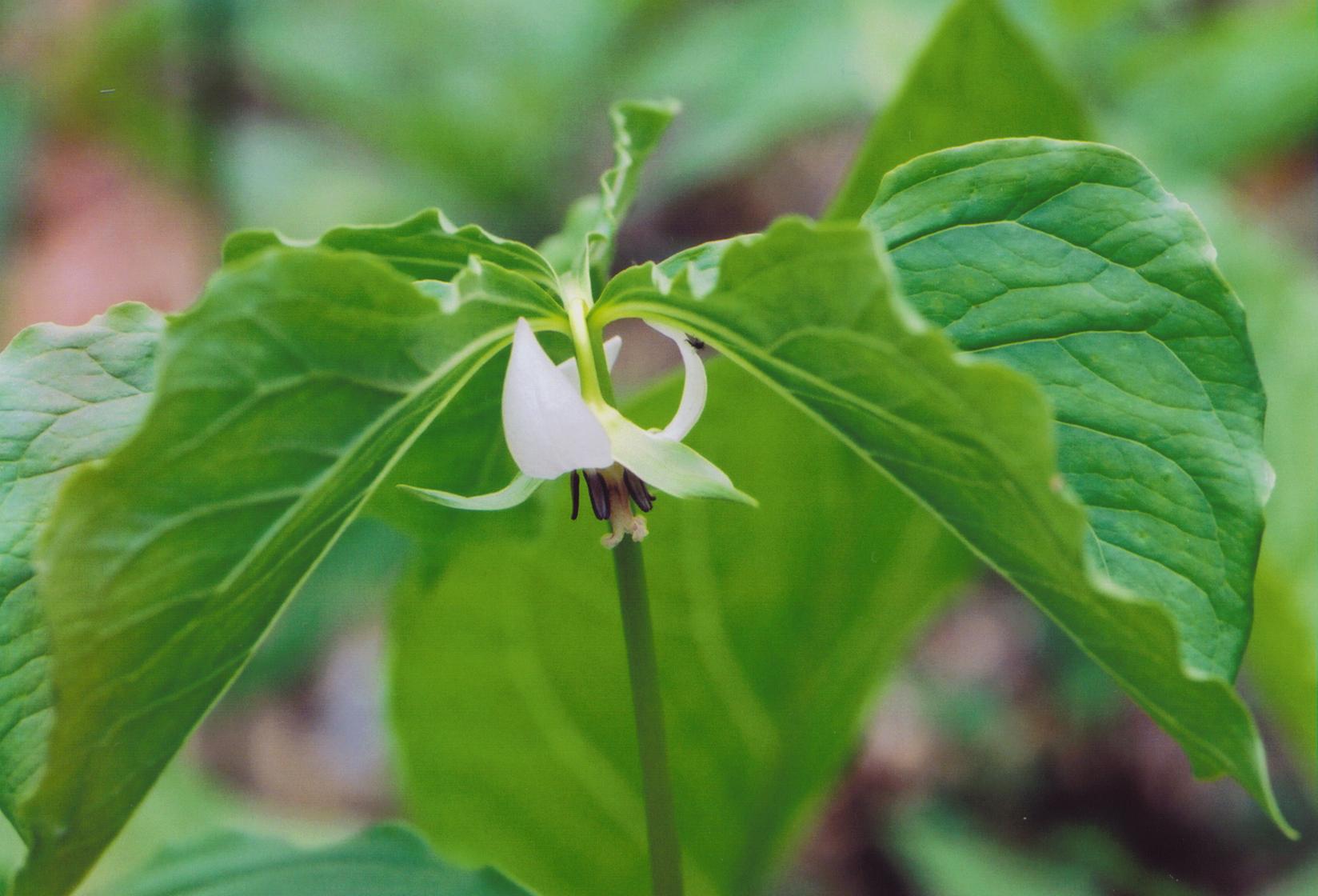 Trillium