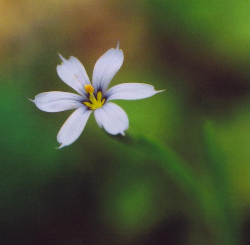 Blue-eyed Grass