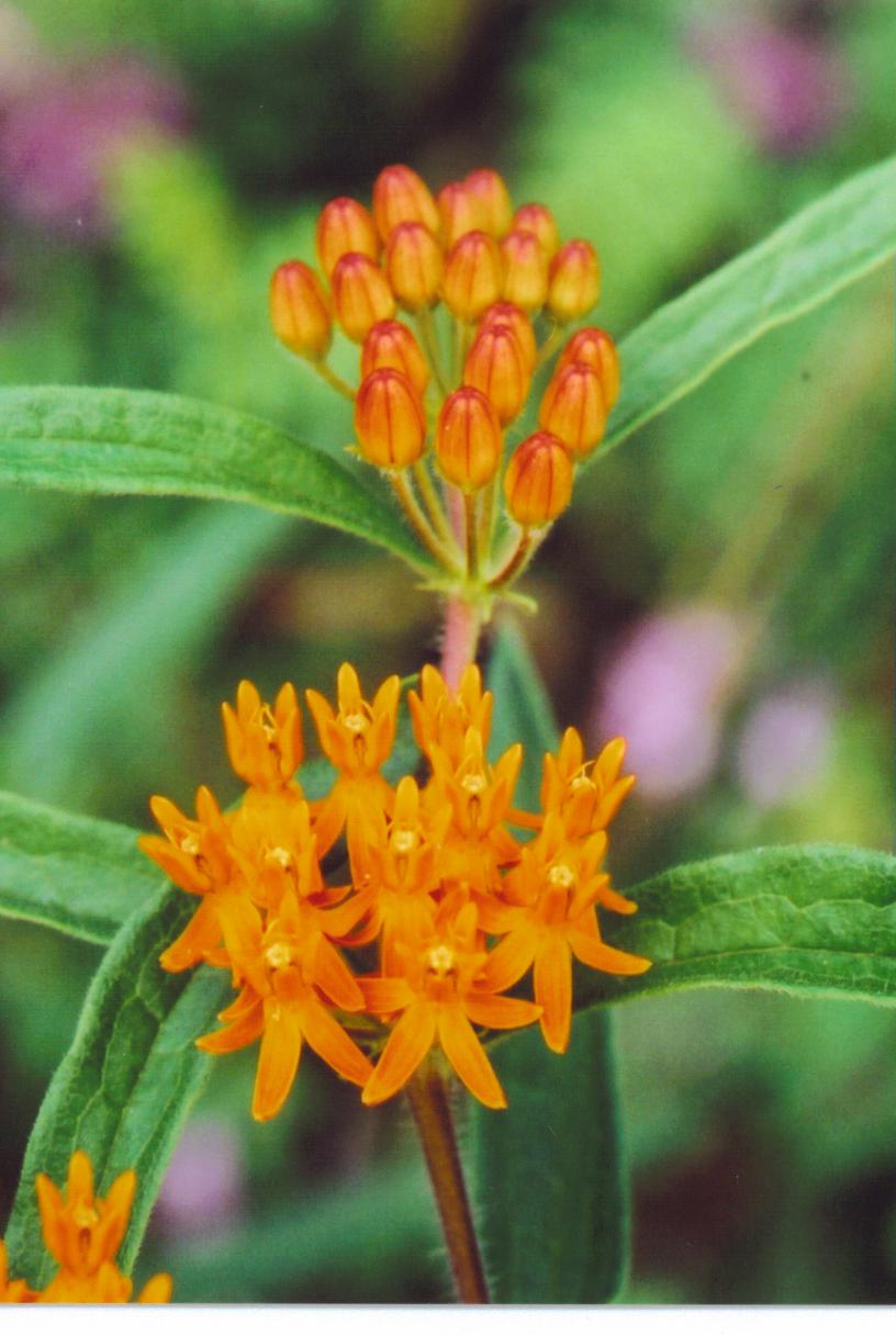 Butterflyweed