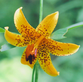 Canada Lily 2