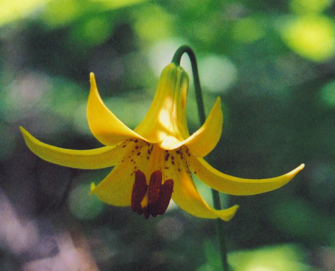 Canada Lily 1