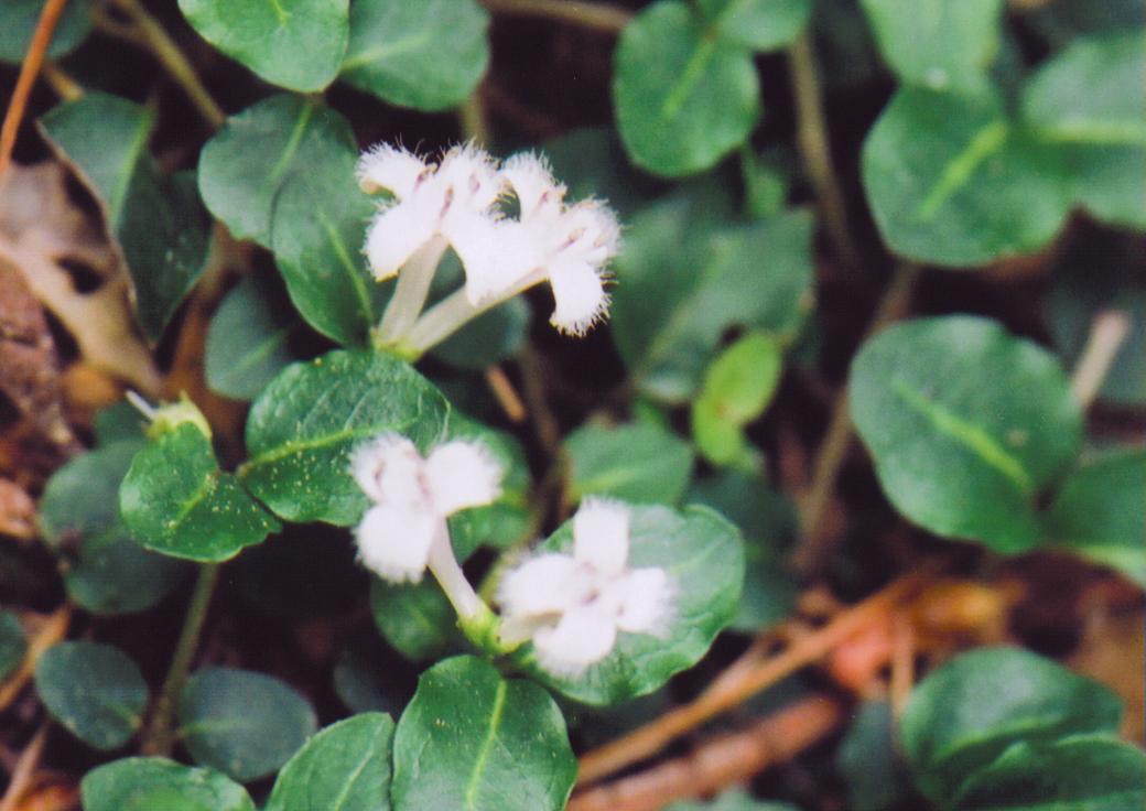 Partridgeberry