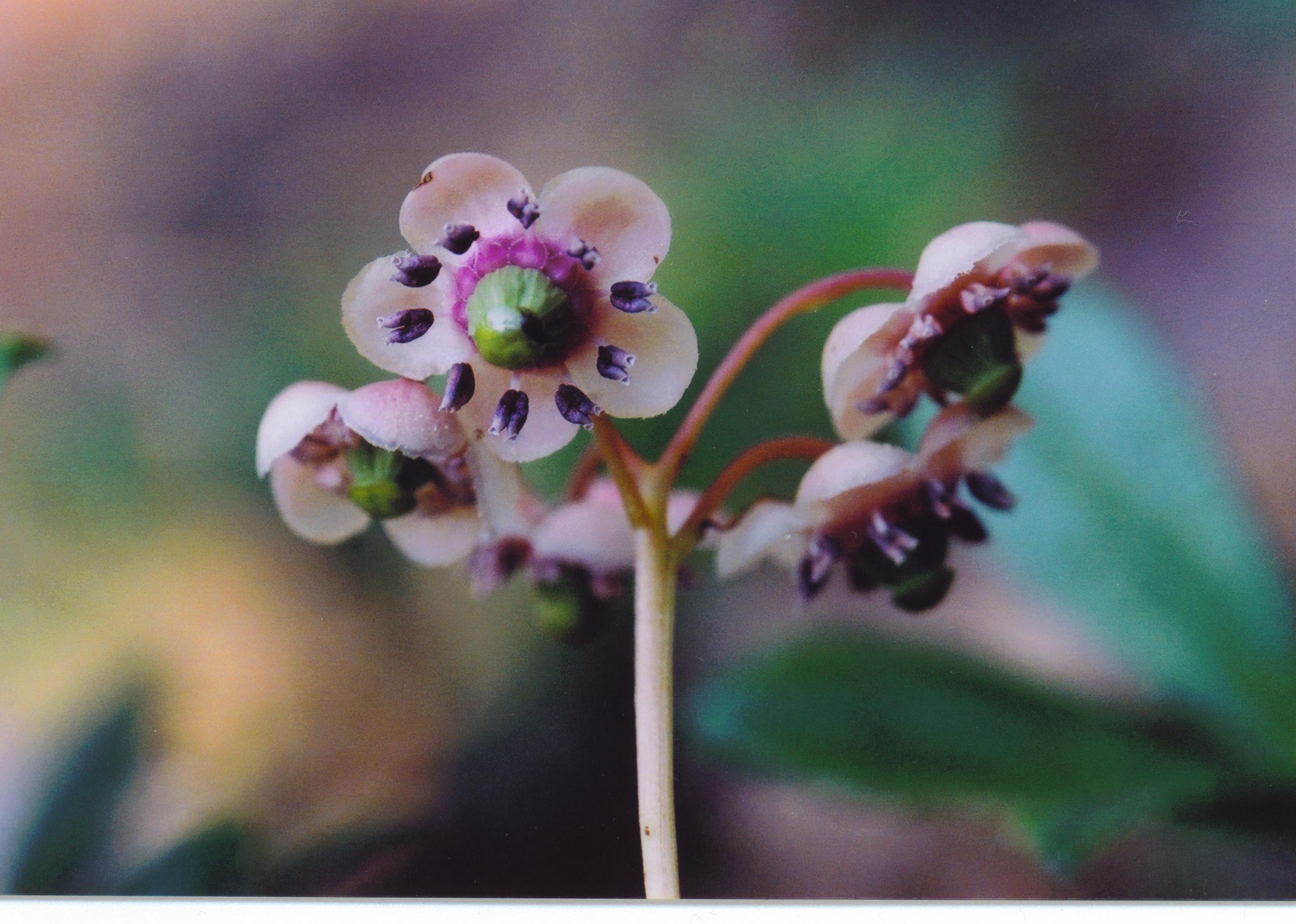 Pipsissewa