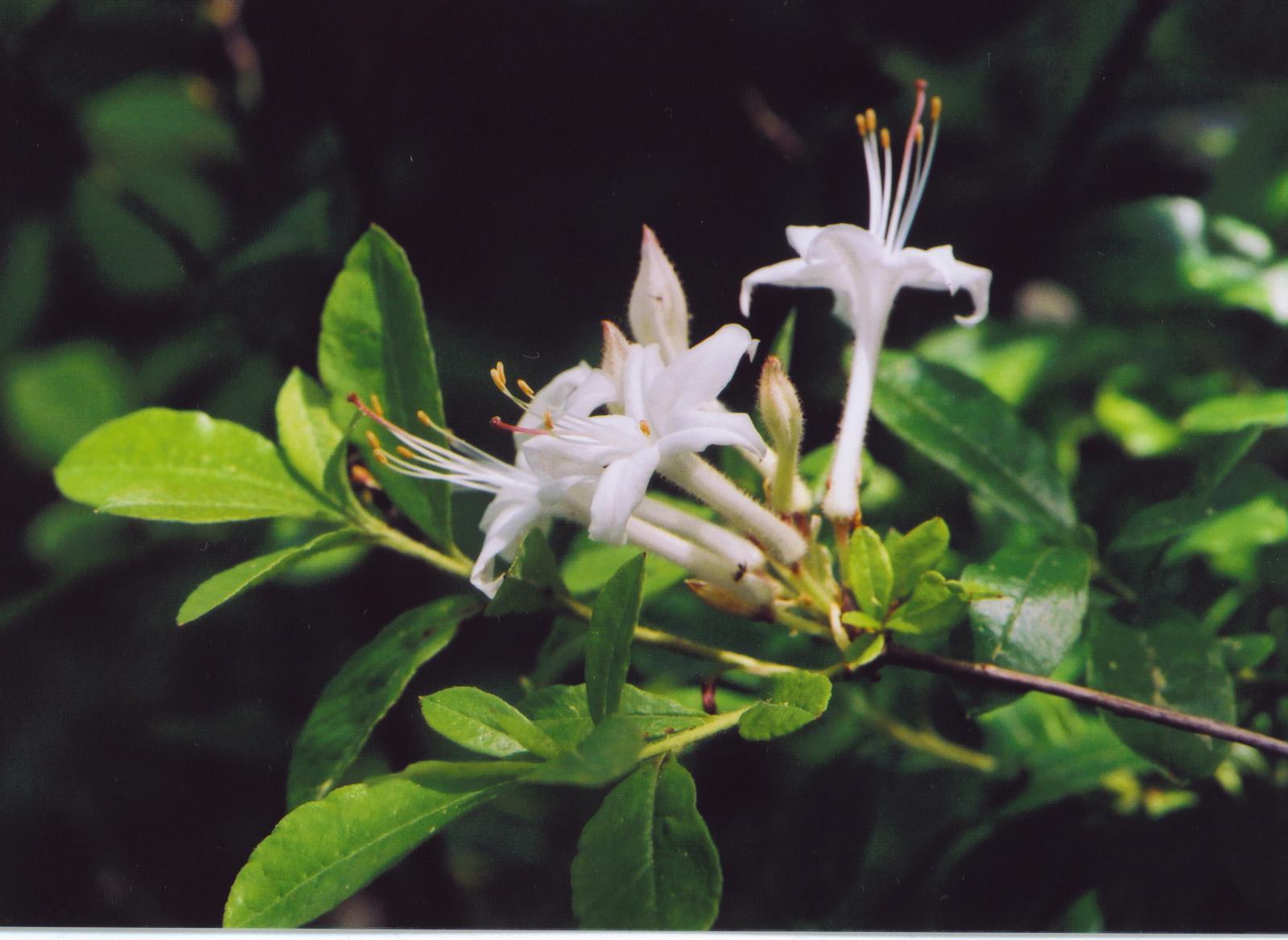 Swamp Azalea