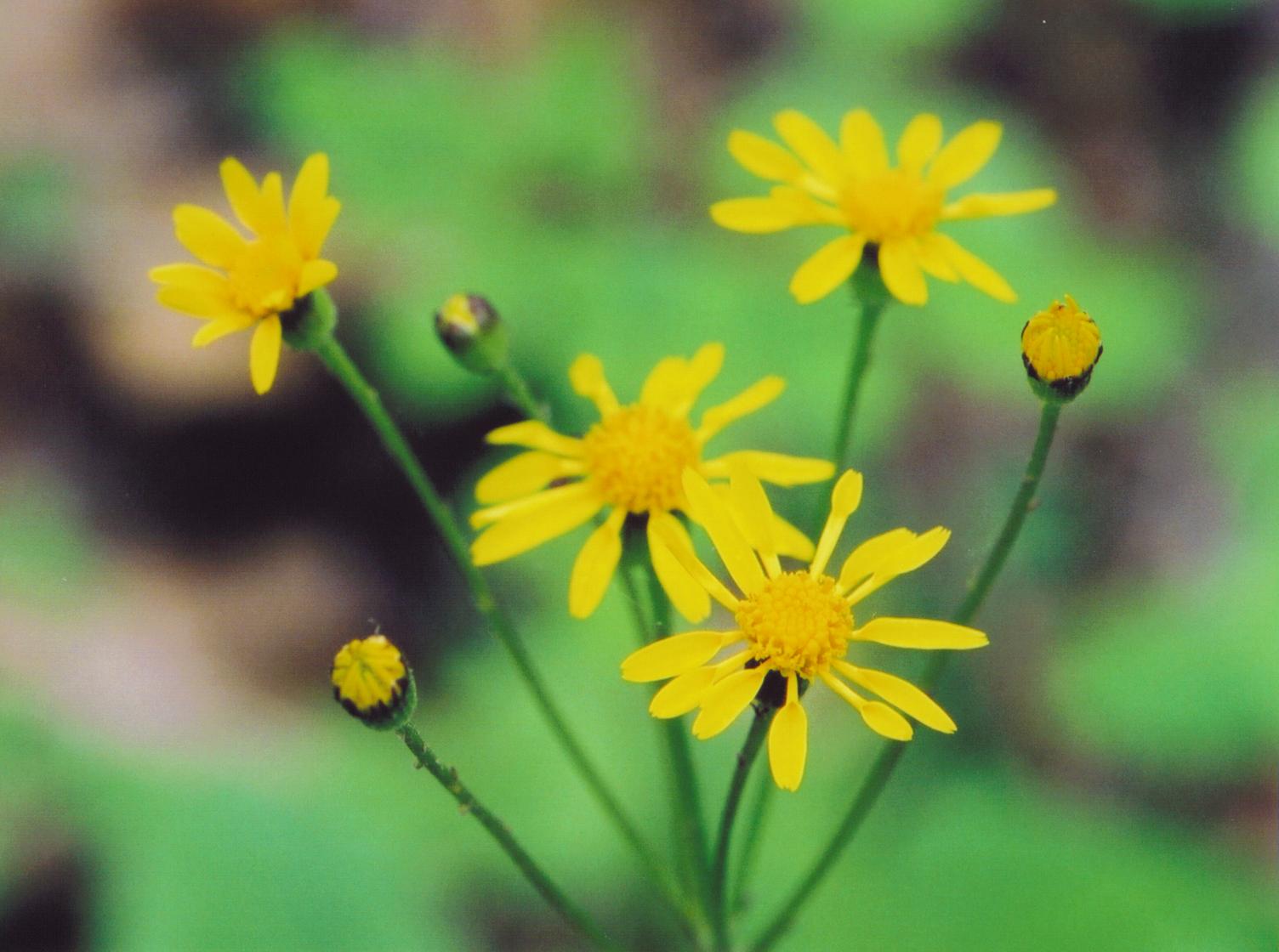 Swamp Ragwort