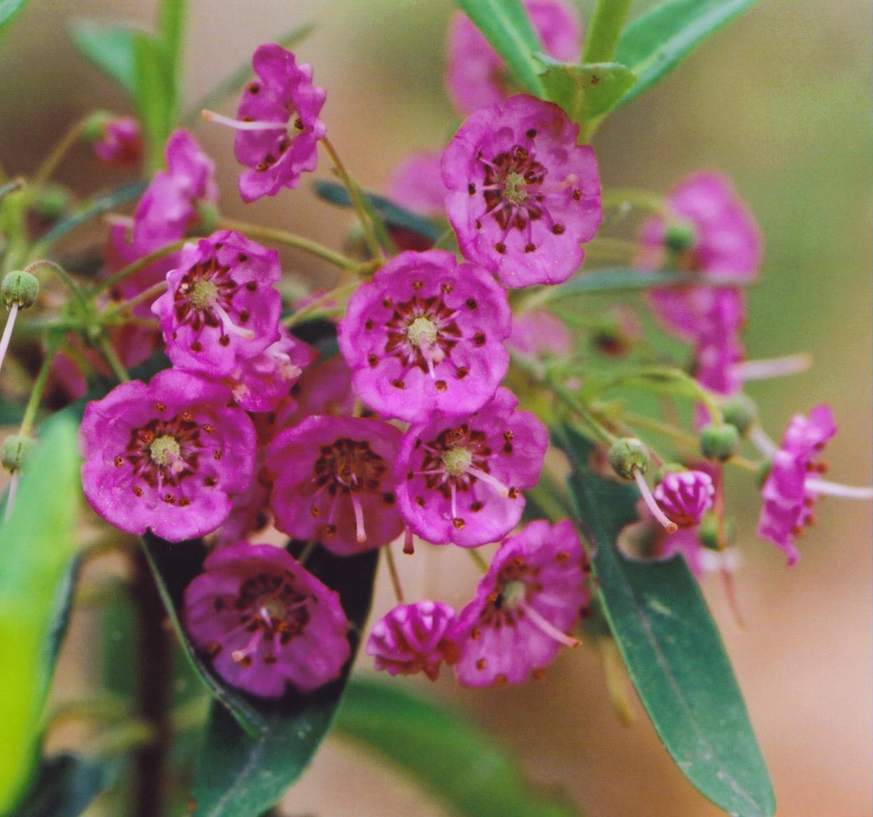 Sheep Laurel