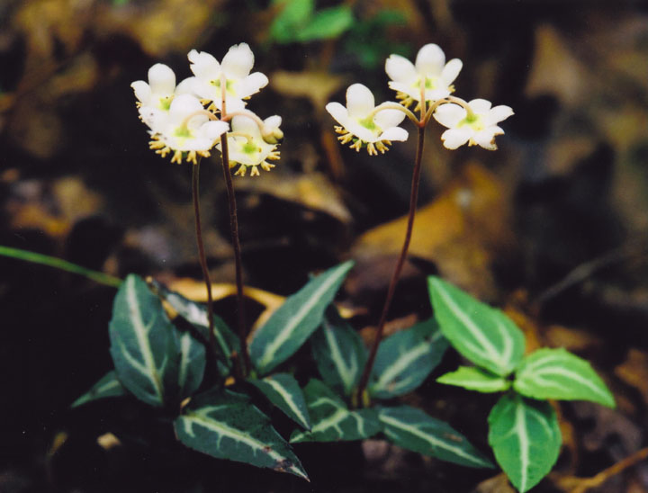 Striped Wintergreen