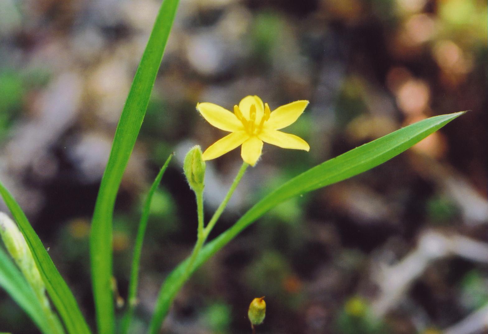 Yellow Star Grass