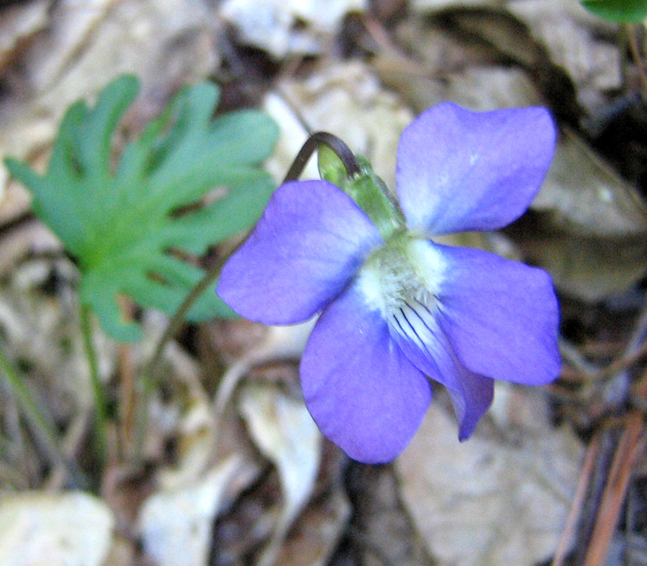 Viola palmata