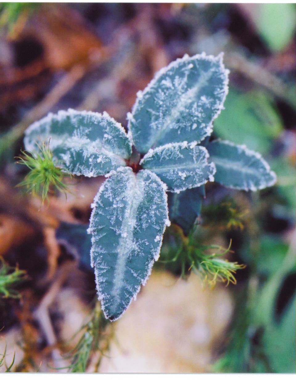 Wintergreen ice