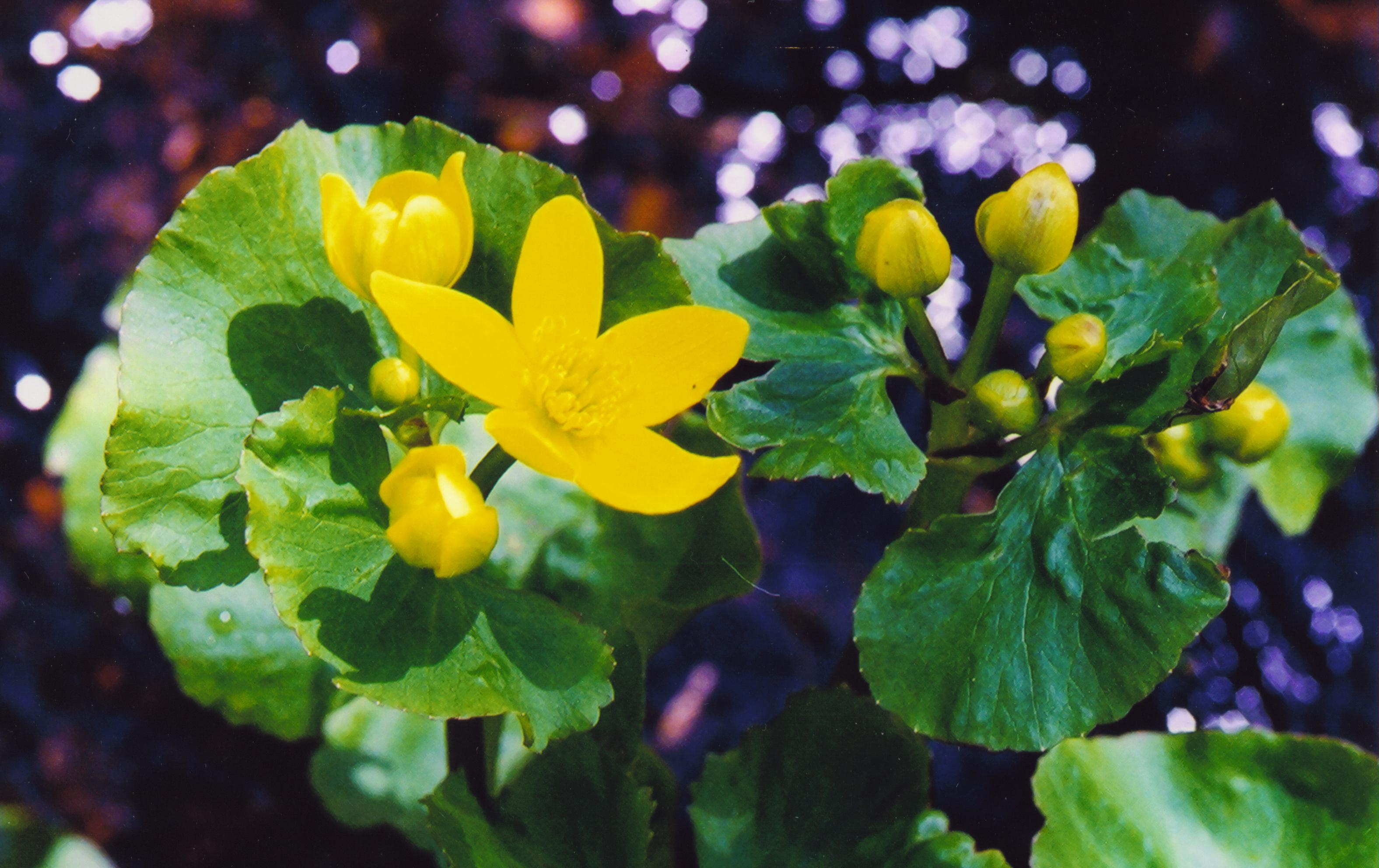 Marsh Marigold