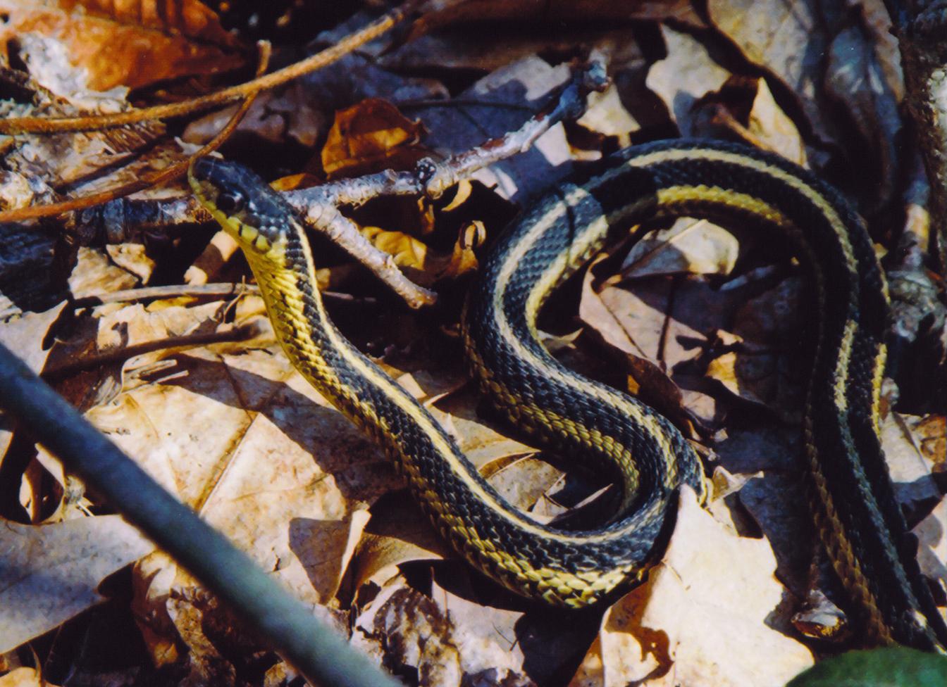 garter snake