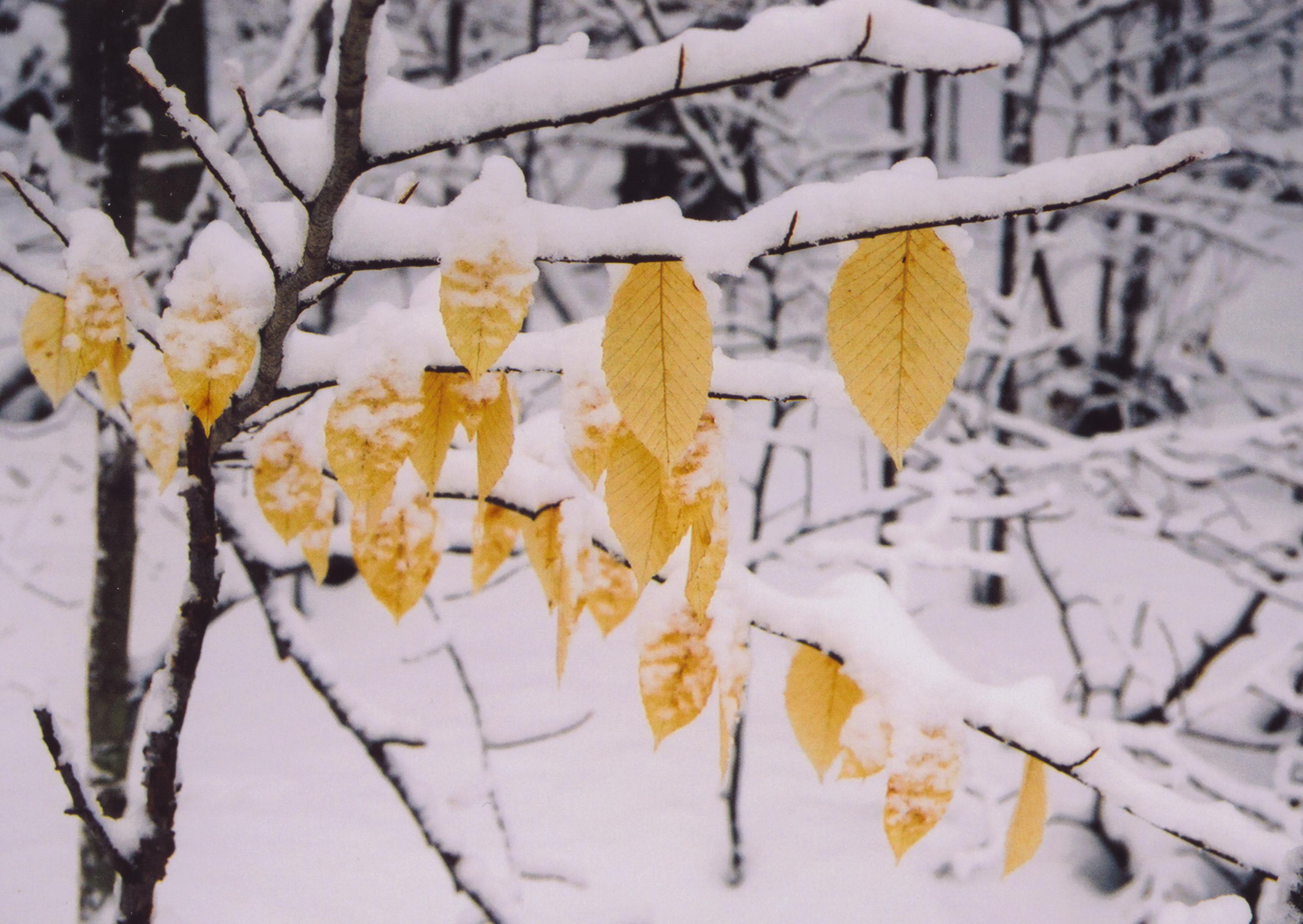 snow on Beech leaves