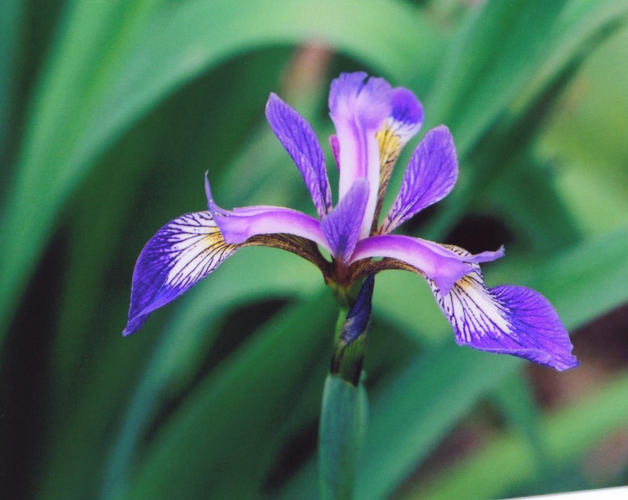 Blue Iris