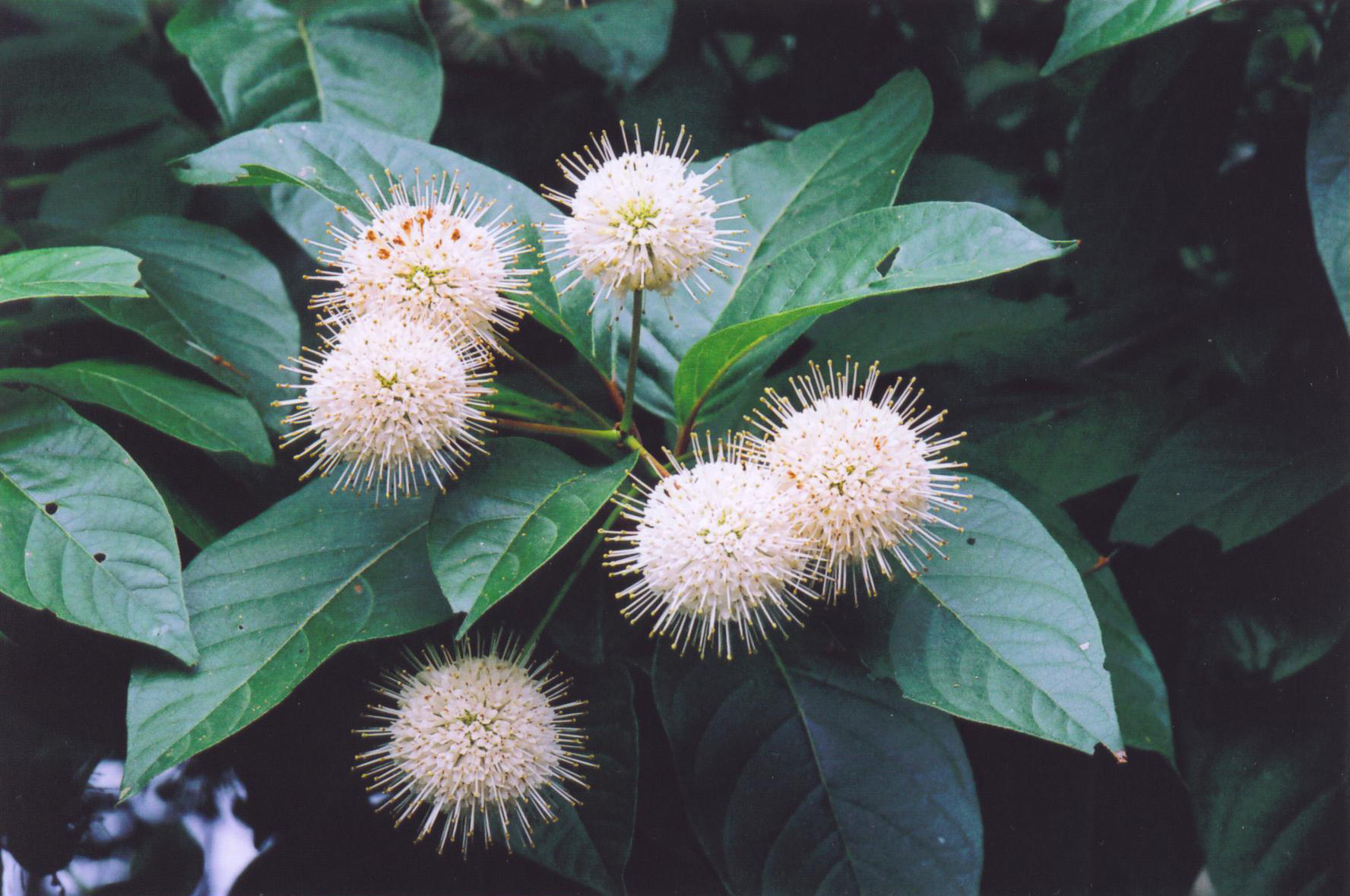 Buttonbush