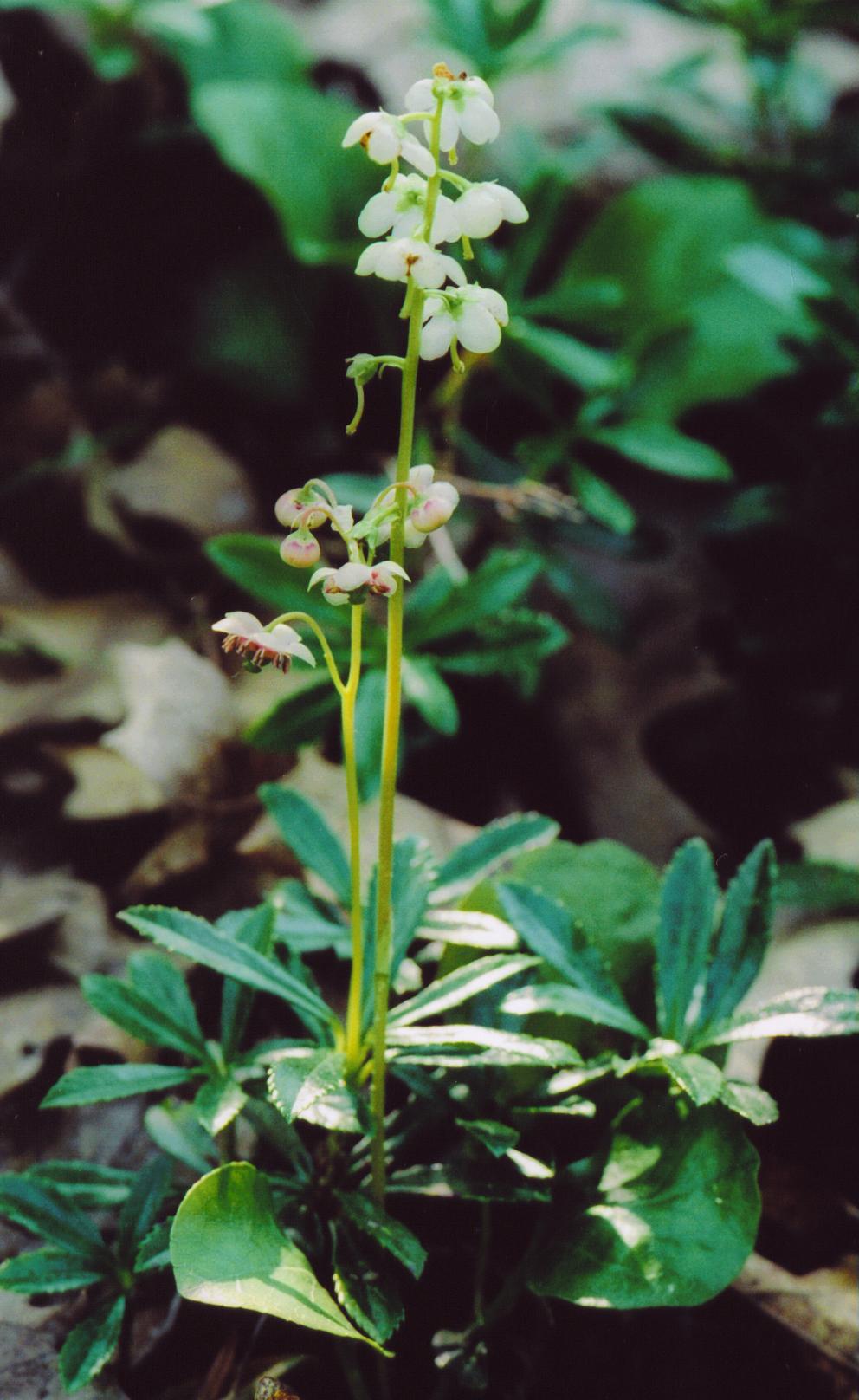 Pipsissewa & Pyrola