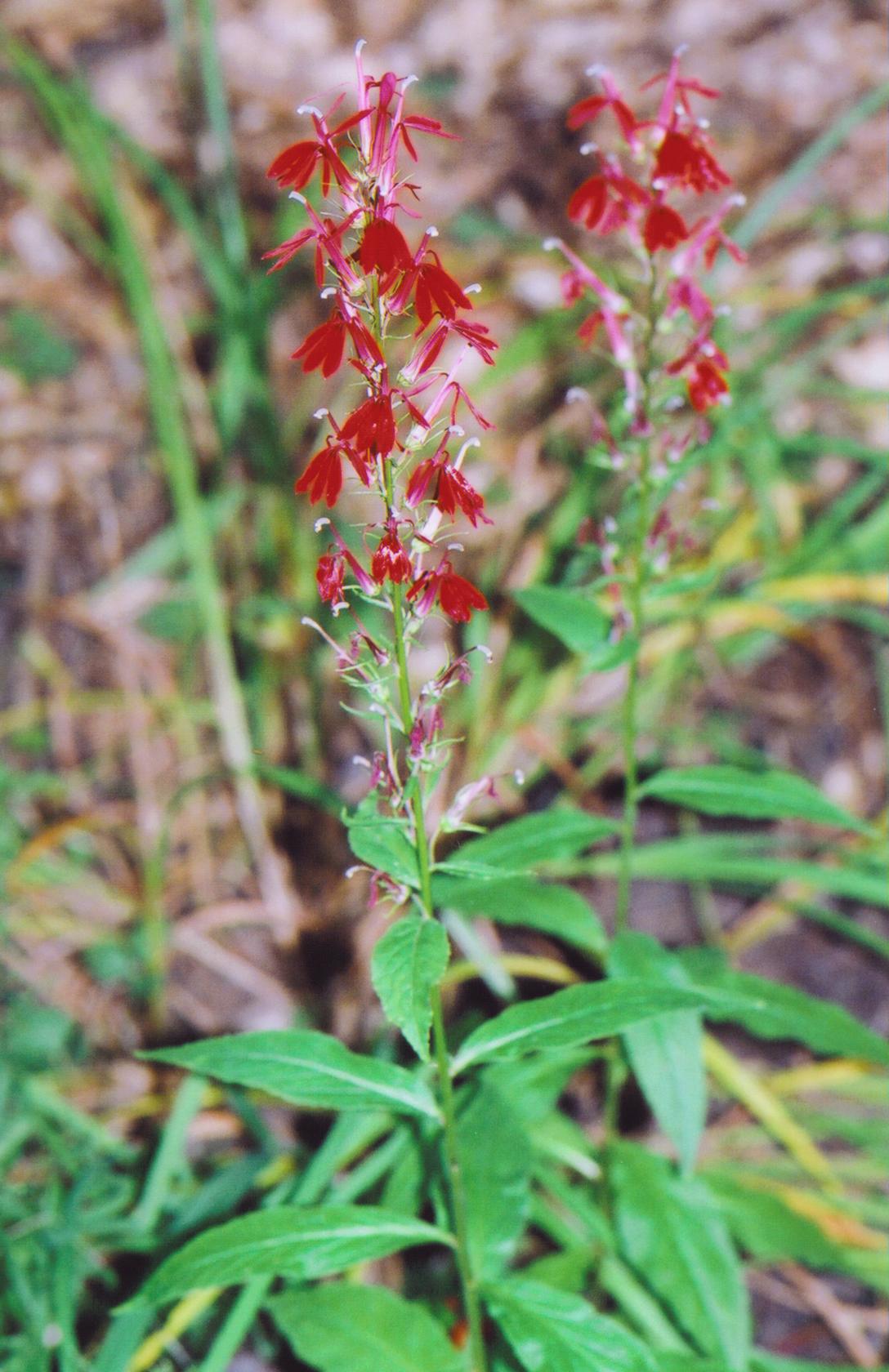 Cardianl Flower