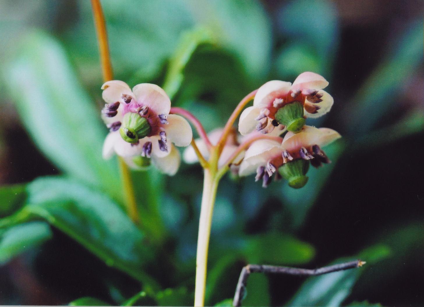 Ch. umbellata