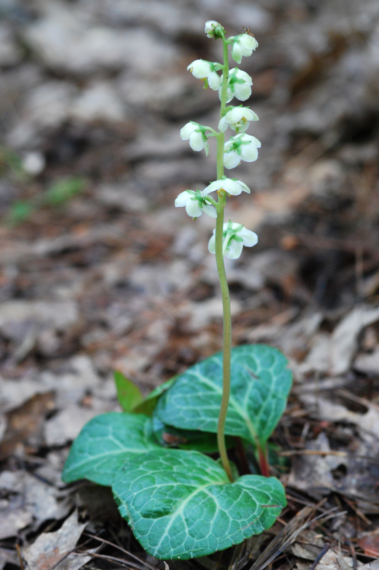 Pyrola americana