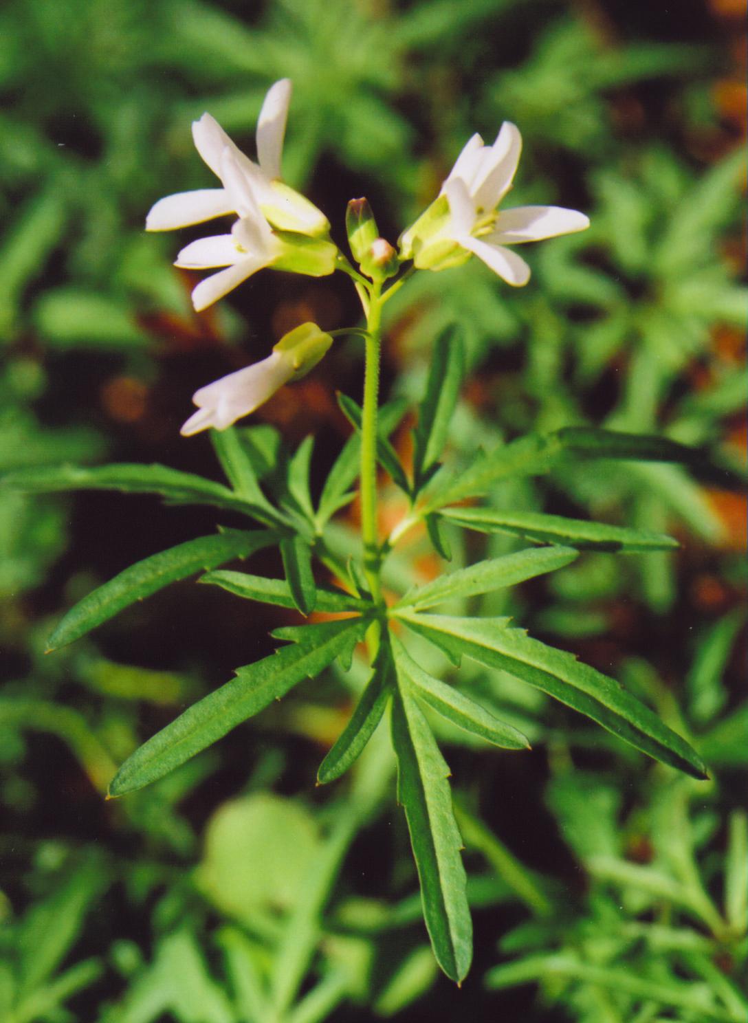 Toothwort