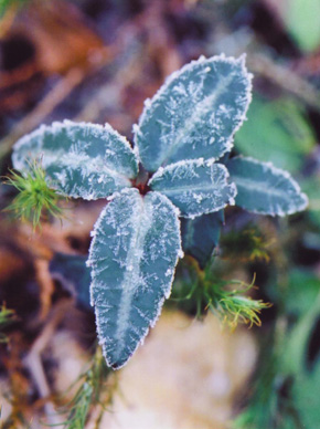 frosted chimaphila