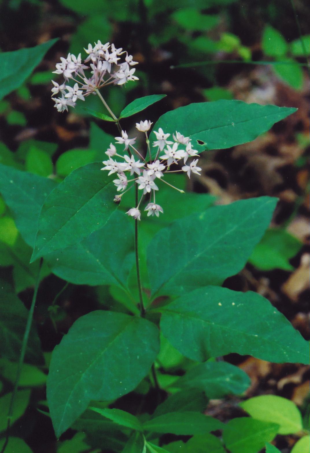 Four-leaved Milkweed