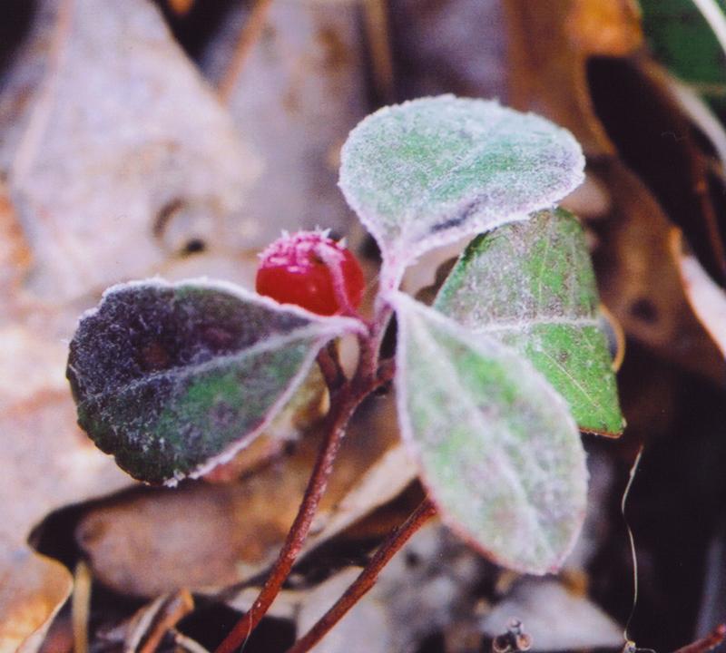 Teaberry with frost