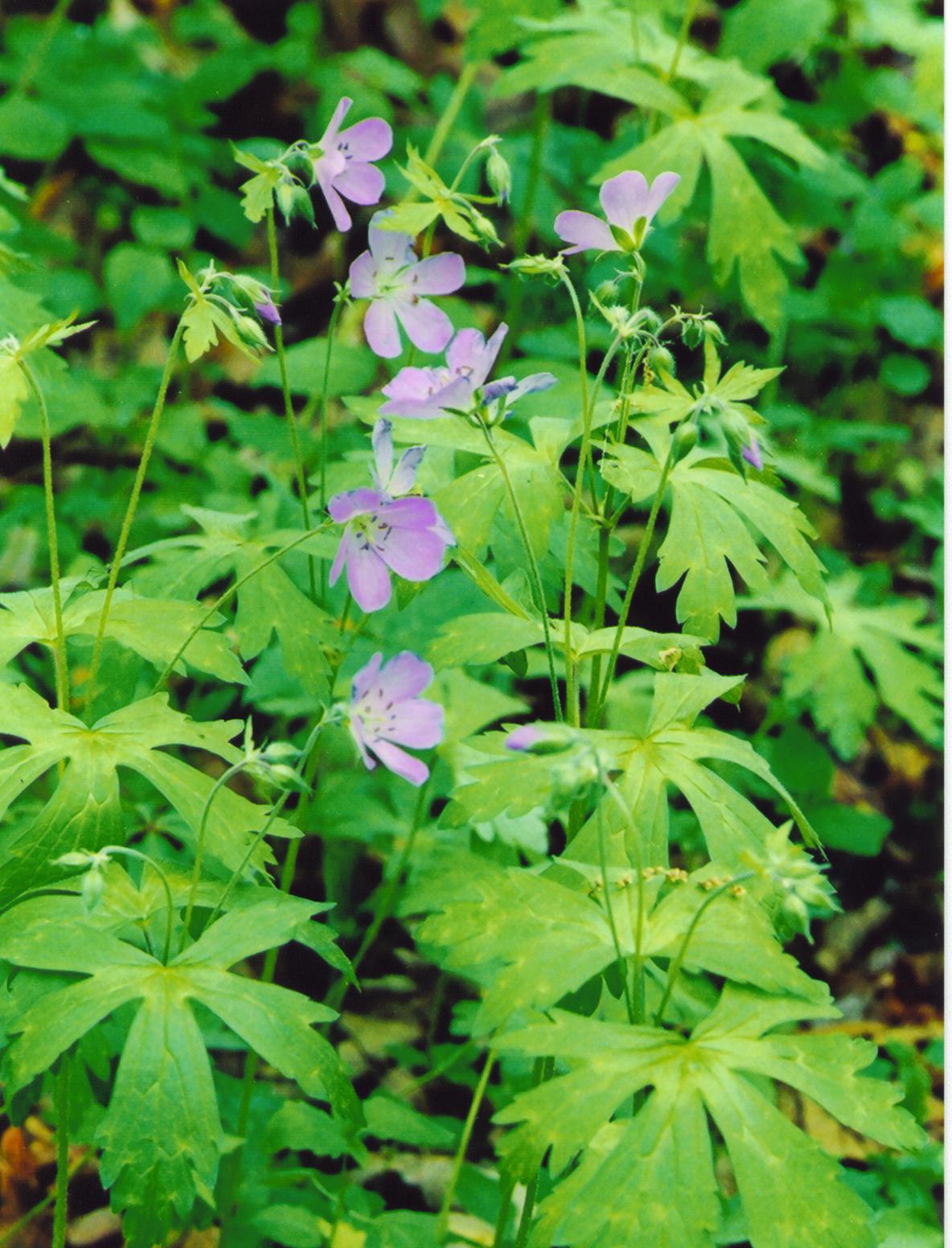 Geranium