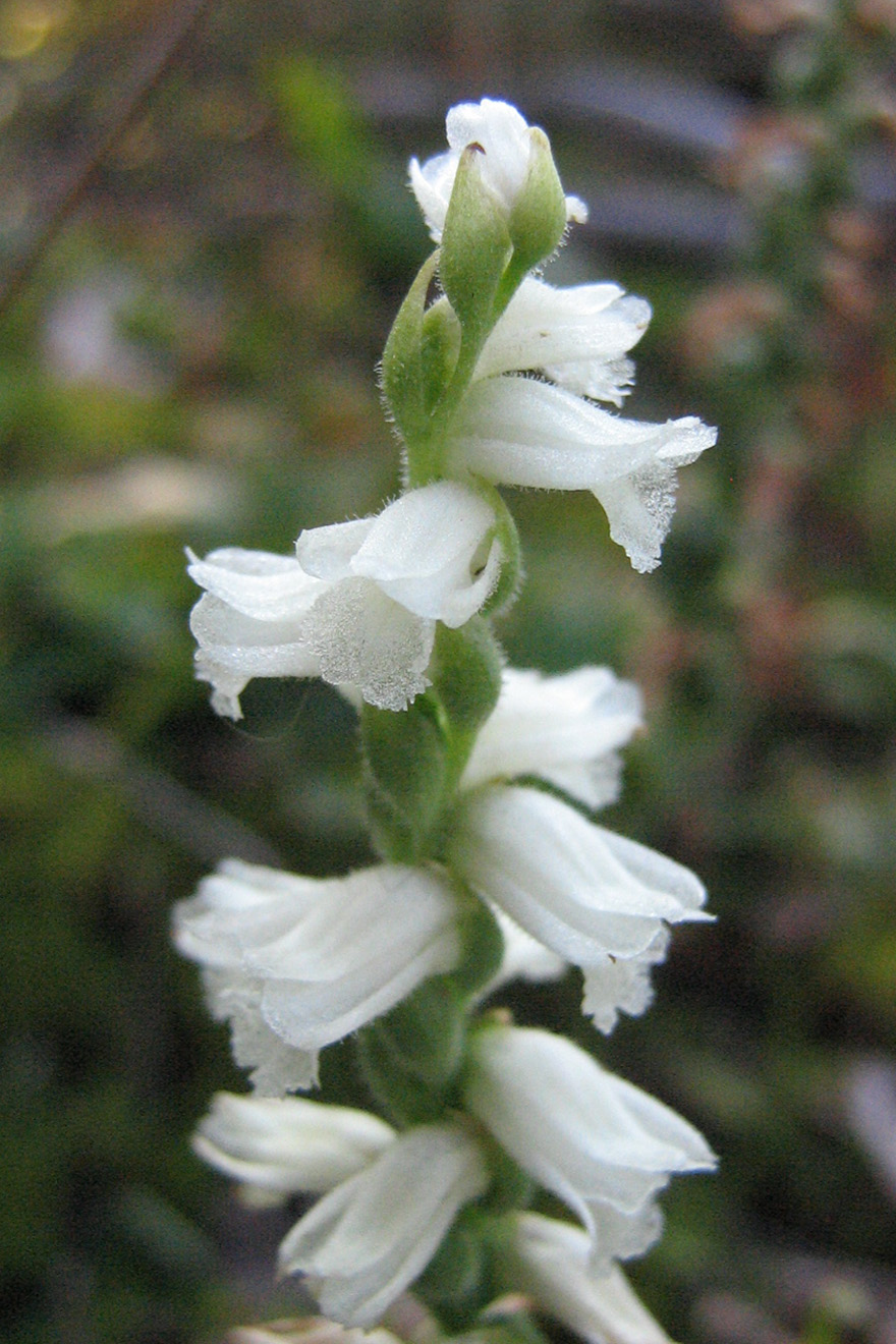 Ladies Tresses