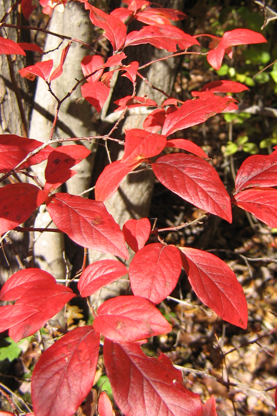 high-bush blue red