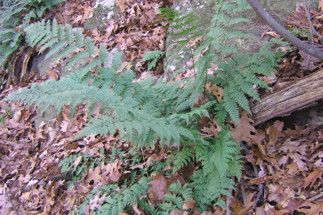 Marginal Fern