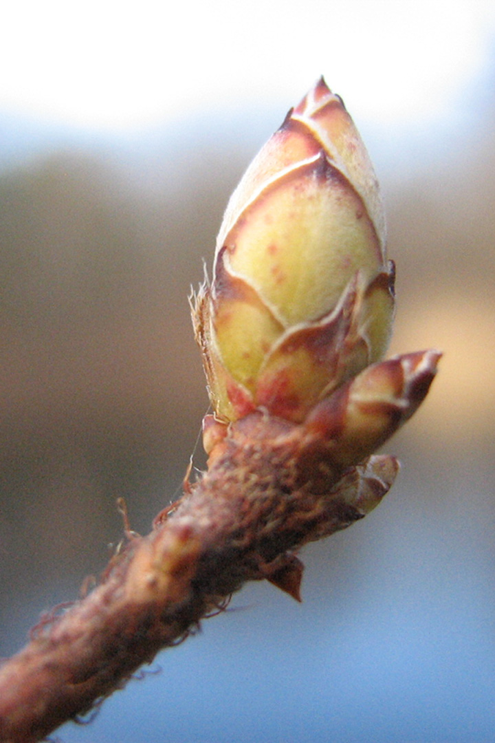 swamp azalea bud